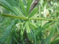 Galium aparine